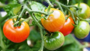 Photo of tomatoes